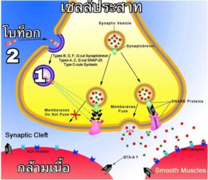 เซลล์ประสาท